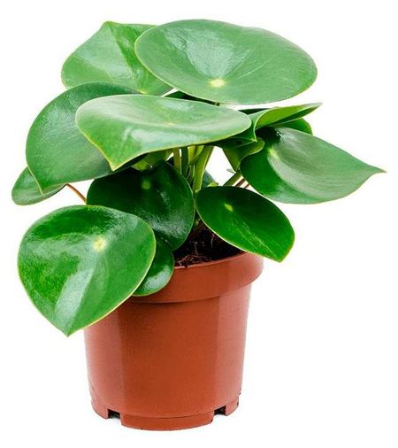 Живое растение Пеперомия Рейндроп в горшке d 12 h 20 см, 1 шт