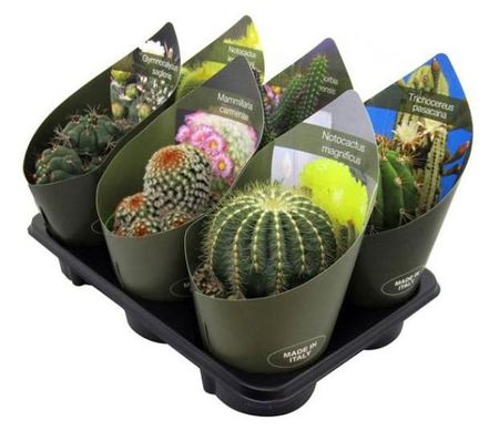 Живое растение Микс кактусов и суккулентов в ассортименте в горшке d 14 h 30 см, 1 шт визитница кактусы в2017 026