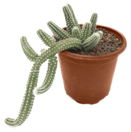 Живое растение Кактус ампельный Хамацереус в горшке d 5 h 10 см, 1 шт