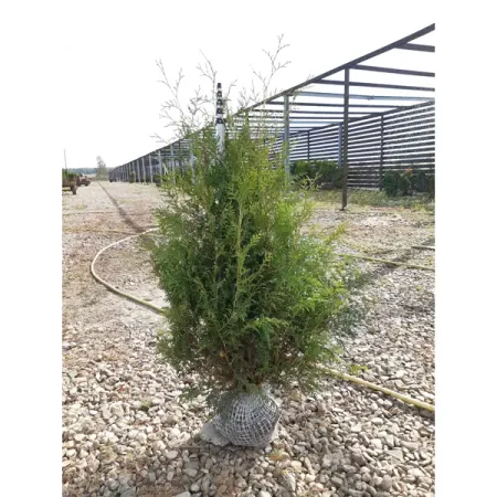 Туя западная Брабант ø40 h100 - 120 см