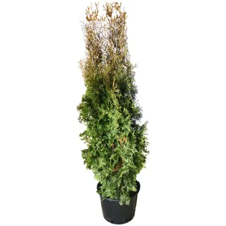 Туя западная Колумна h180 см