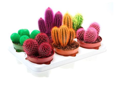 Живое растение Кактус окрашенный микс в ассортименте в горшке d 5,5 h 8 см, 1 шт