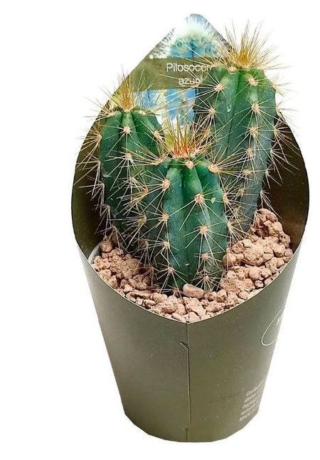 Живое растение Кактус Пилозоцереус Азуреус в горшке d 5,5 h 8 см, 1 шт