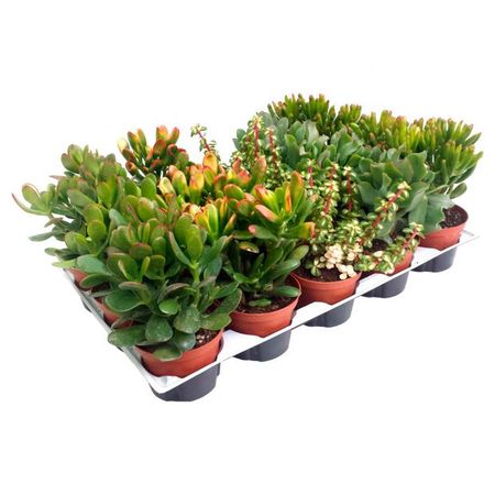 Живое растение суккулент Крассула (Толстянка) микс в ассортименте в горшке d 5,5 h 10 см, 1 шт