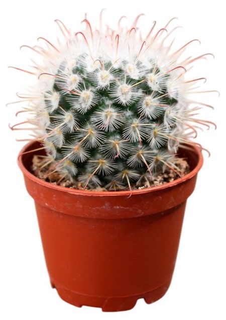 Живое растение Кактус Маммиллярия Бомбицина в горшке d 5,5 h 8 см, 1 шт