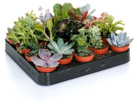 Живое растение Суккулентный Сьеррас микс в ассортименте в горшке d 5,5 h 12 см, 1 шт