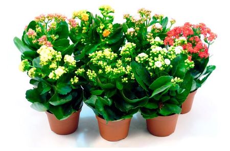 Живое растение суккулент цветущий Каланхоэ микс в ассортименте в горшке d 5,5 h 12 см, 1 шт