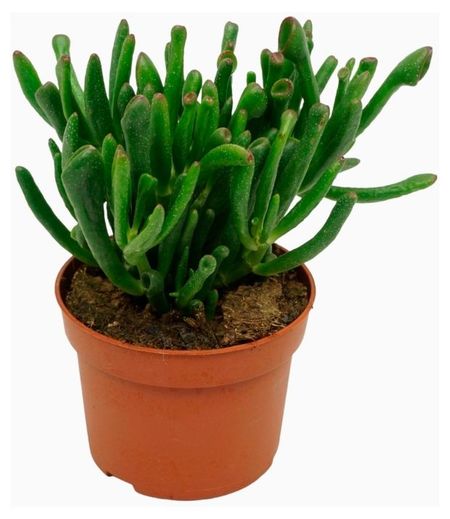 Живое растение Суккулент Крассула Голлум в горшке d 5,5 h 10 см, 1 шт