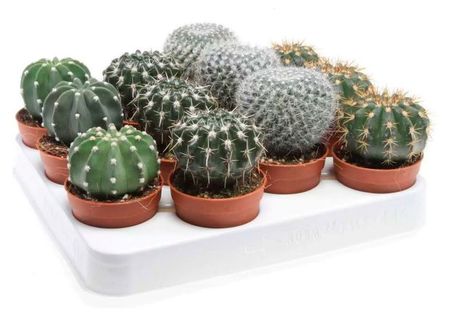 Живое растение Кактус шар микс в ассортименте в горшке, d 5,5 h 8 см, 1 шт