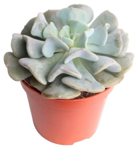 Живое растение суккулент Эхеверия Кубик Фрост в горшке d 5,5 h 12 см, 1 шт