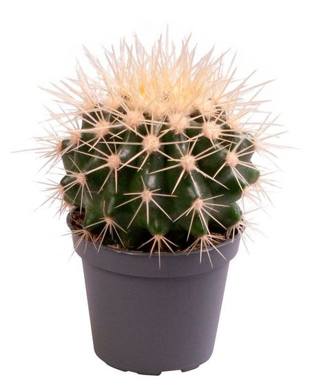 Живое растение Эхинокактус Грузони в горшке d 5,5 h 8 см, 1 шт