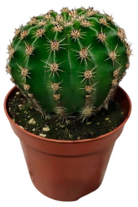 Живое растение Кактус Эхинопсис Мультиплекс в горшке d 5,5 h 12 см, 1 шт визитница кактусы в2017 026