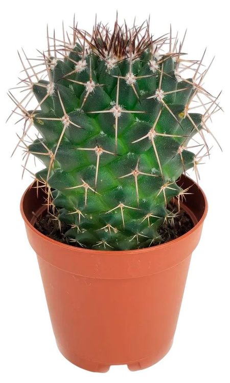 Живое растение Кактус Маммилярия Хилдагенсис в горшке d 5,5 h 8 см, 1 шт