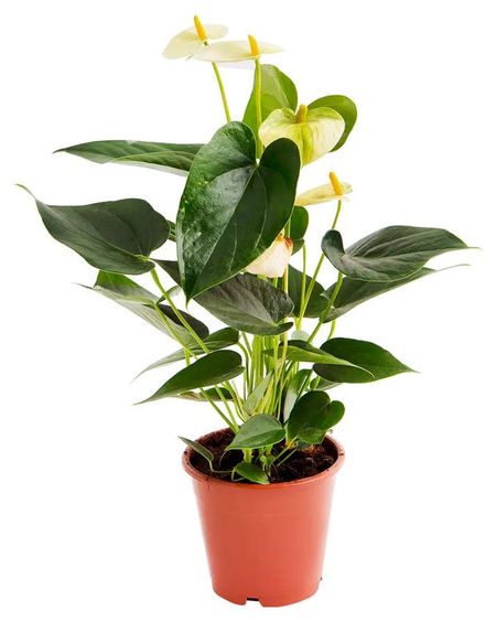 Живое растение Антуриум Андрэ Кутюр микс в ассортименте в горшке d 12 h 36 см, 1 шт