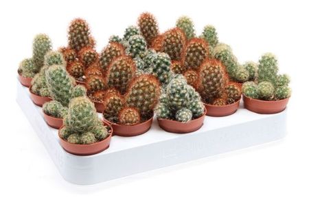 Живое растение Кактус Элонгата микс в ассортименте в горшке d 5,5 h 8 см, 1 шт