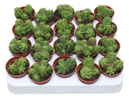 Живое растение Кактус Эхиноцереус Веречи Морикалли микс в ассортименте в горшке d 5,5 h 10 см, 1 шт