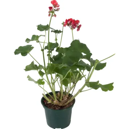 Пеларгония зональная 15x35 см общественно политические парадигмы и развилки в xx веке запад и россия