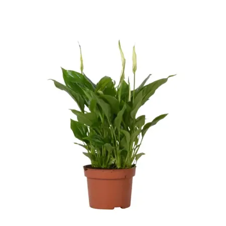 Спатифиллум микс ø9 h30 см