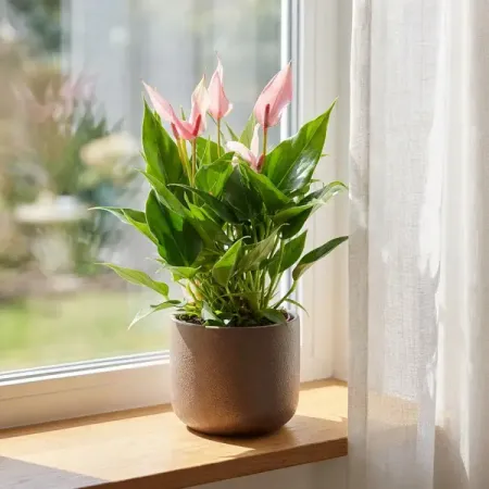 Антуриум Лили ø12 h30 см