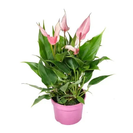 Антуриум Лили ø12 h30 см лили лэйнофф мушкетерка