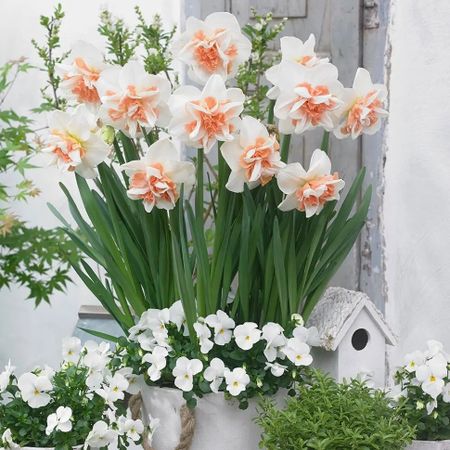 Луковицы Lefeber Нарцисс delnashaugh 5шт