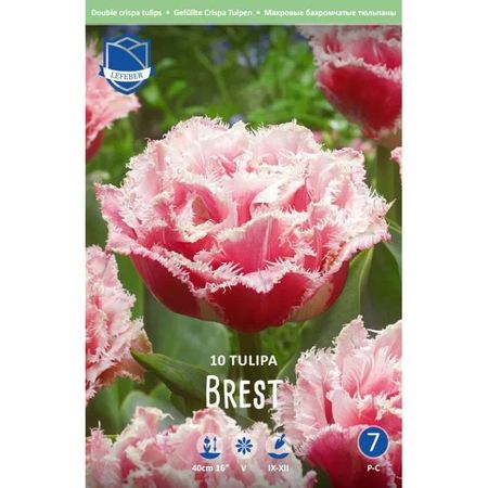 Тюльпан Lefeber Brest 10 шт