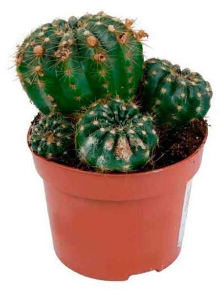 Живое растение Кактус Матукана Полци в горшке d 13 h 16 см, 1 шт визитница кактусы в2017 026