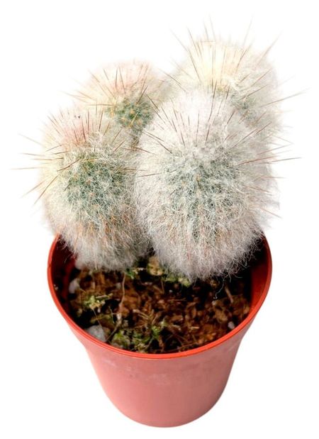 Живое растение Кактус Аустроцефалоцереус Дыбовского в горшке d 10,5 h 15 см, 1 шт александр михайлович арбузкин конституционное право зарубежных стран учебное пособие 2 е изд перераб и доп