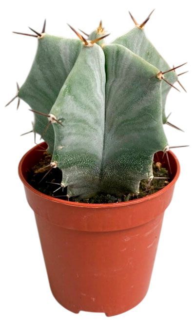 Живое растение Кактус Риттероцереус Пруиносус в горшке d 5,5 h 15 см, 1 шт анатолий гаврилович ильяхов зенобия из рода клеопатры роман