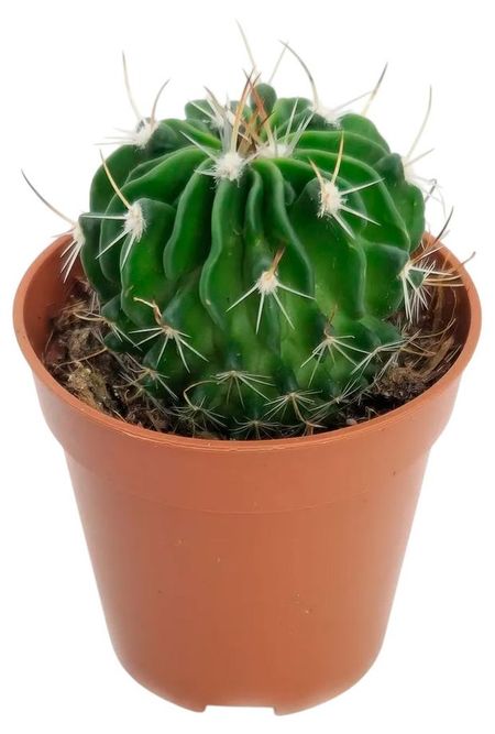 Живое растение Кактус Эхинофоссулокактус Мультикоста в горшке d 8,5 h 16 см, 1 шт александр михайлович арбузкин конституционное право зарубежных стран учебное пособие 2 е изд перераб и доп