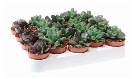 Живое растение суккулент Адромискус микс в ассортименте в горшке d 5,5 h 8 см, 1 шт