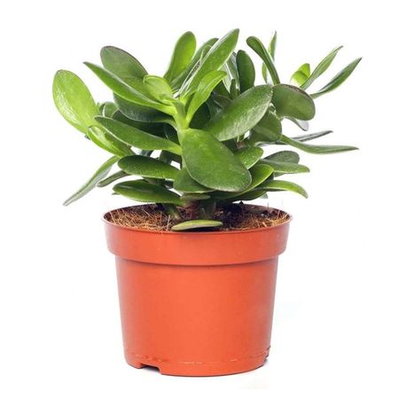 Живое растение суккулент Крассула (Толстянка) Минор в горшке d 6 h 12 см, 1 шт