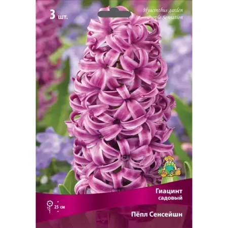 Гиацинт садовый «Пёпл Сенсейшн» размер луковицы 15/16, 3 шт. аметистовый кластер runyangshi
