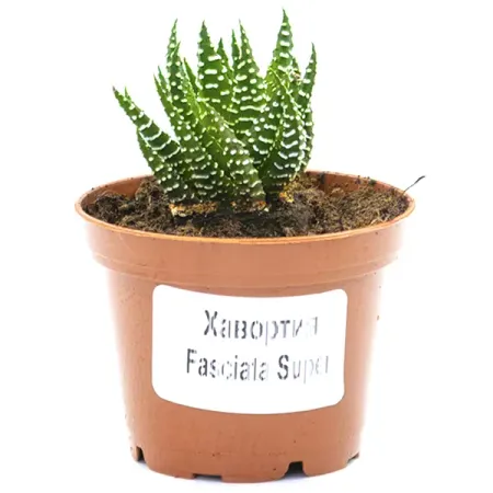 Хавортия ø5.5 h7 см