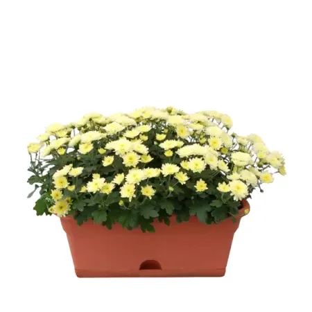 Хризантема ø40 h40 см