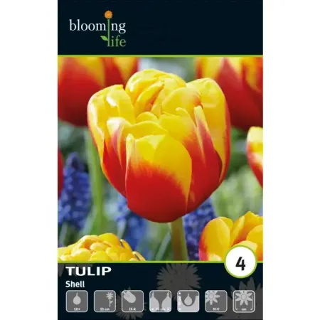 Тюльпан махровый ранний Шелл луковицы 12