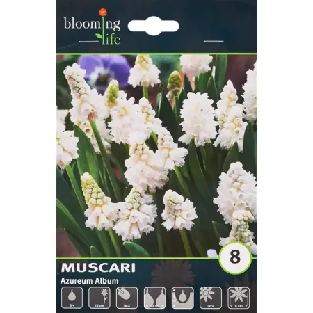 Мускари лазурный Альбум, 8 шт.
