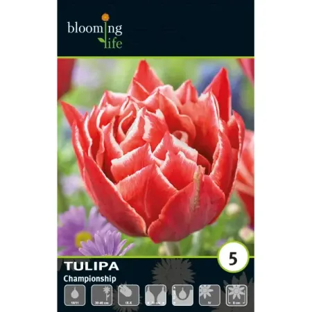 Тюльпан махровый ранний Чемпионшип луковицы 10/11