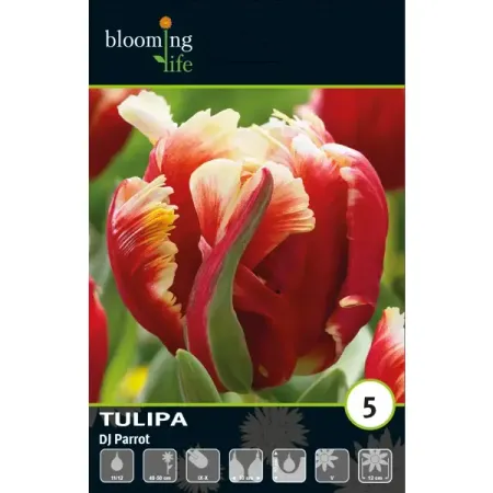 Тюльпан попугайный Диджей Пэррот луковицы 11/12