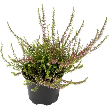 Вереск «Марлиес» Ø9 см h18 см ульяна павловна соболева о ком плачет вереск