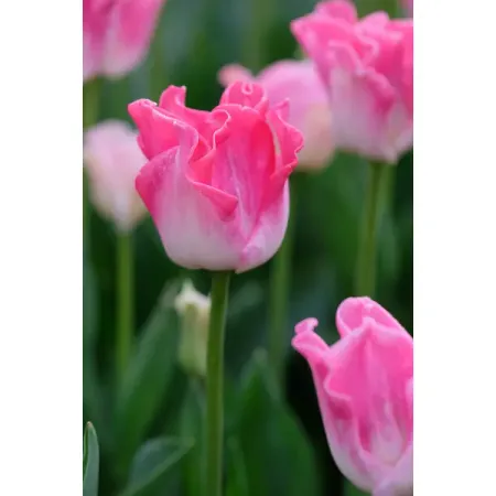 Тюльпан Триумф Краун Оф Династи луковицы 11/12