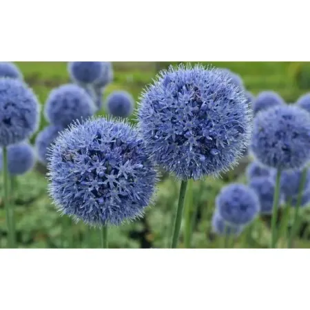 Аллиум голубой, 5 шт. кейт харди невеста на пару дней