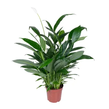 Спатифиллум ø14 h55 см