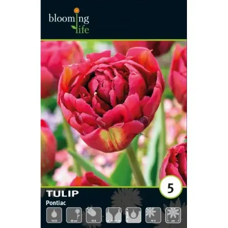 Тюльпан махровый ранний Понтиак луковицы 11/12