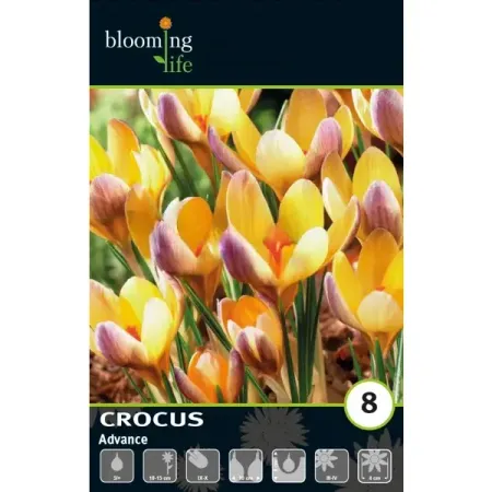 Крокус золотистый Эдванс луковицы 5