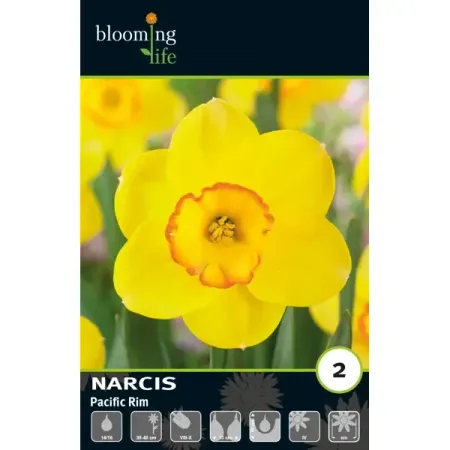 Нарцисс крупнокорончатый Пацифик Рим луковицы 14/16