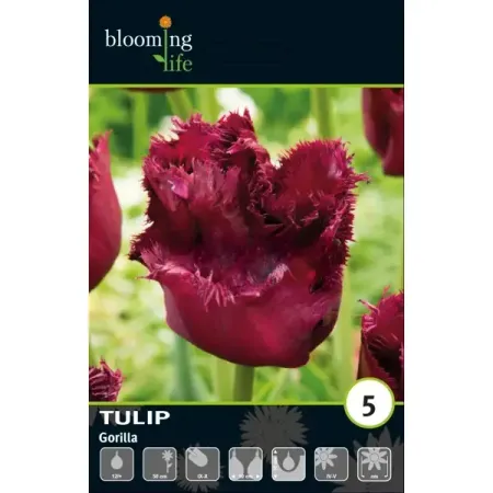 Тюльпан бахромчатый Горилла луковицы 12 алексей герасимов джазендапус горилла фрэнсис