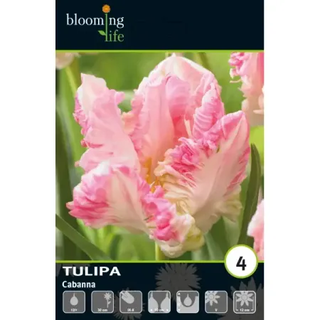 Тюльпан попугайный Кабана луковицы 12