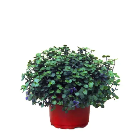 Каллизия ползучая ø16 h25 см