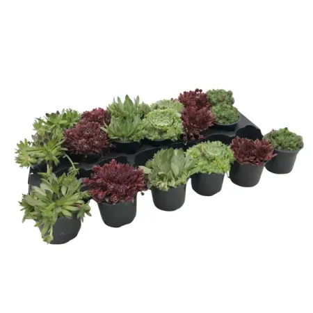 Семпервивум микс ø9 h10 см